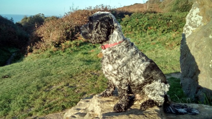 Mottistone Down &amp; Pepper